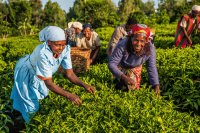 The Plow and Power: An Agricultural Origin of Gender Inequality